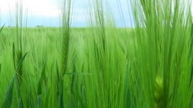 Buğday alan. Motorlu slider ile vurdu Hd.