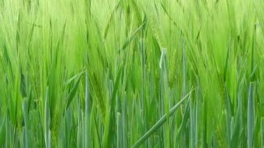 Buğday alan. Motorlu slider ile vurdu Hd.