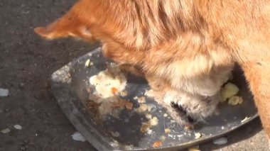 Yaşlı köpek kaseden yemek. Sokak köpekleri kayıt.