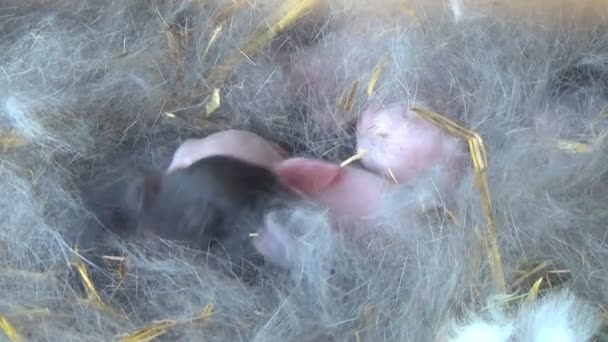 Conejo madre con conejos jóvenes en la granja — Vídeos de Stock