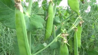 Yeşil elmanın yarısı kaymak ile sahada