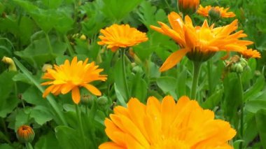 Calendula kadife çiçeği tıbbi çiçekleri kaymak çiçekler