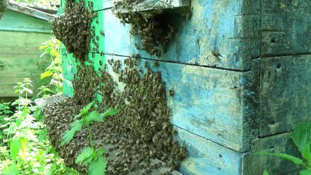 Viele Bienen versammeln sich um den Bienenstock. — Stockvideo