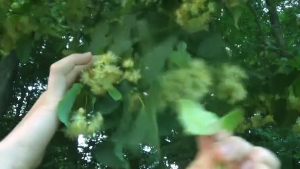 Adam herbalist yaz aylarında ıhlamur ağacı çiçekleri çiçekli ıhlamur ağacı üzerinden toplama — Stok video