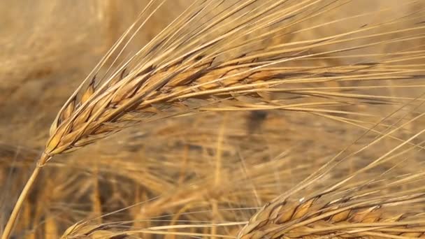 熟した麦フィールド、農業と農村生活のフィールドの収穫中. — ストック動画