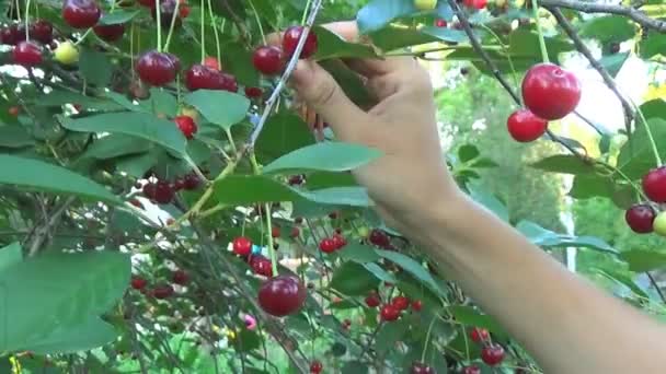 Kirschbaum pflückt reife Kirschen im Obstgarten in Nahaufnahme, Videoclip — Stockvideo