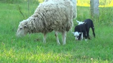 Keçi sürüsü bir yürüyüşe çıktım. Büyük keçi ve çocuklar vardır. Onlar ot yemek.