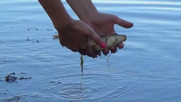 Kız el balık tutmak ve yaz Göl suyu izin — Stok video