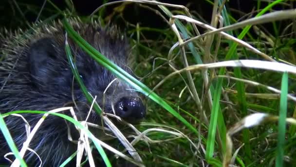 Hedgehog in the grass at night. Were snorting and sniffing the camera. — Stock Video