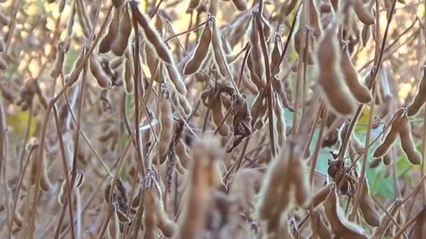 Soja pronta para colheita, soja . — Vídeo de Stock