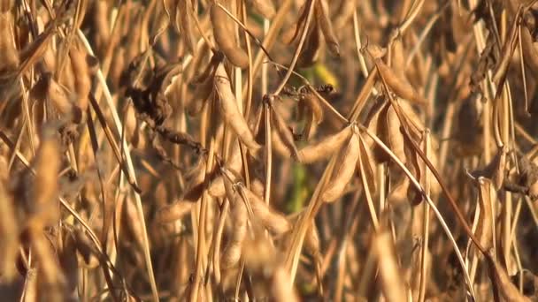 Soia pronta per la raccolta, Fagiolo di soia . — Video Stock