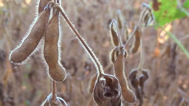 Sojabonen klaar voor oogst, Soy Bean — Stockvideo