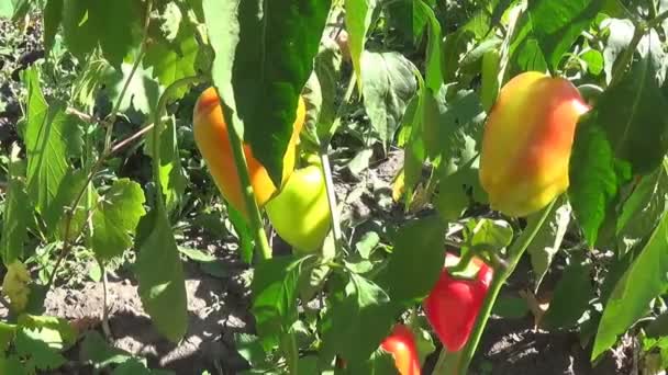 Farmer mező a betakarítás szoros yn csúszka érett piros és zöld paprika. — Stock videók