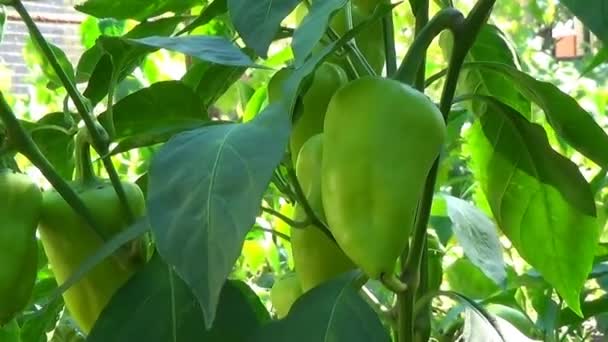 Farmář pole s zralé červené a zelené papriky sklizeň úzké yn jezdec. — Stock video