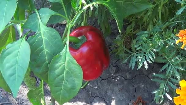 Agricultor sosteniendo pimiento rojo en un campo de pimienta . — Vídeos de Stock