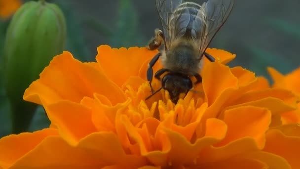 Včela sbírá nektar na květ Tagetes. — Stock video
