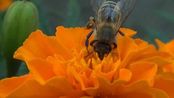 Seekor lebah mengumpulkan nektar pada bunga Tagetes . — Stok Video