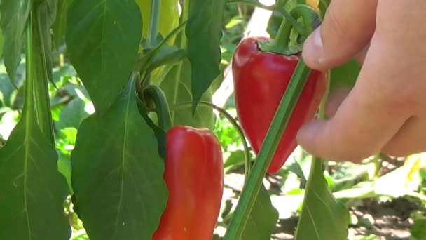 Gazda, kezében piros paprika, bors területén. — Stock videók