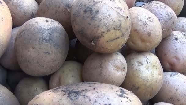 Harvesting potatoes in the garden — Stock Video