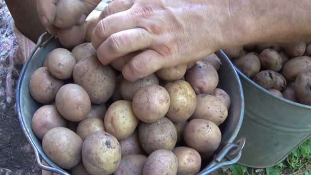 Руки фермеров с урожаем картофеля — стоковое видео