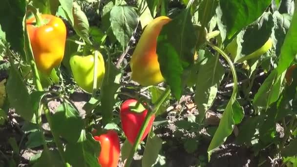 Farmář pole s zralé červené a zelené papriky sklizeň úzké yn jezdec. — Stock video