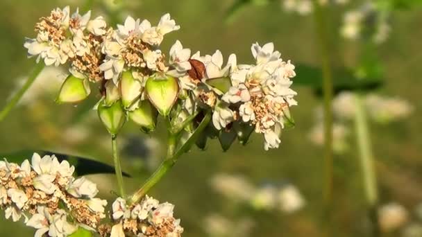 Flores de fagópiro e fagópiro vastos campos . — Vídeo de Stock