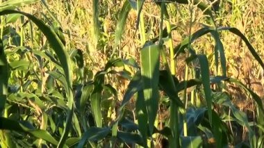 Yeşil Mısır alan, Mısır.