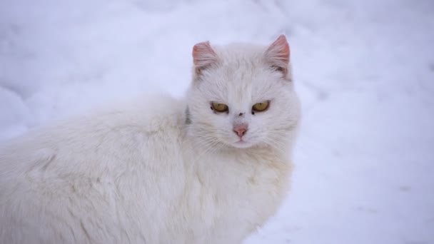 Λευκή και βρώμικη αδέσποτη γάτα στο μεγάλο χειμώνα της πόλης. Άρρωστη γάτα, μάτια. κοντινό πλάνο. — Αρχείο Βίντεο