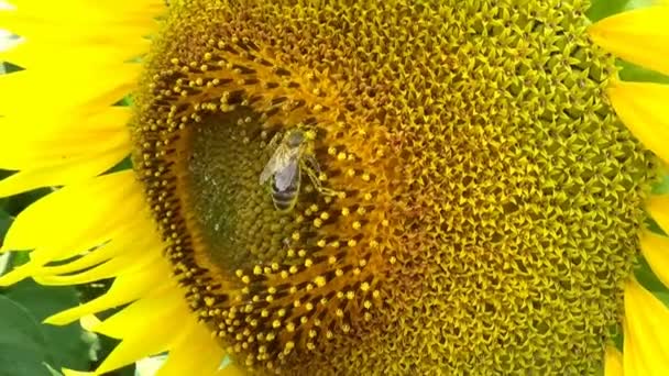 Bestuiving bee op zonnebloem macro — Stockvideo