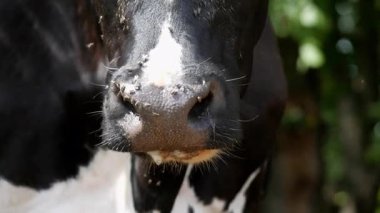 Yiyecekleri çiğnerken ağız ve çene hareketlerini gösteren siyah ve beyaz ineklerin yüksek kaliteli makro görüntüleri. Sayısız sinek ve böcek, ineklerin burunlarını ve ağızlıklarını ısırıyor. Bu çekim doğal hayvan davranışlarını yakalar.