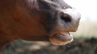 Bir ineğin çenesini ve ağzını gösteren yüksek kaliteli makro çekimler dizisi. Sayısız sinek ve böcek sürünüyor ve inekleri ısırarak burun ve ağızlıklarını ısırıyor. Bu da gözle görülür bir tahrişe neden oluyor. Çiftlik hayvanlarının davranışlarının otantik görüntüleri, tarımda haşere problemleri