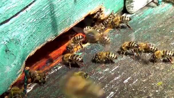 Bienen am Eingang zum Bienenstock aus nächster Nähe — Stockvideo