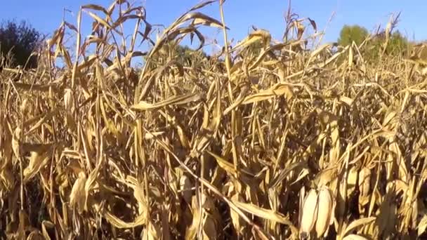 Dry corn field — Stock Video