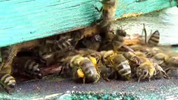 včely medonosné kolem jejich úlu