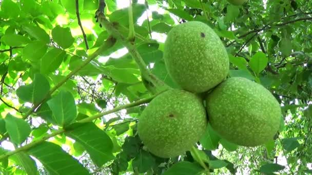 Zelené ořechy grechiskie — Stock video