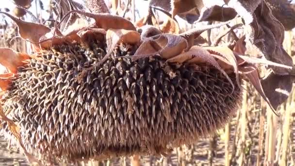 Campo de girasol afectado por la sequía — Vídeo de stock