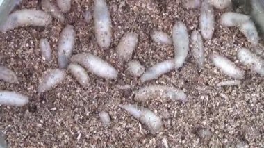 kurtçuklar sinek - balık için yem