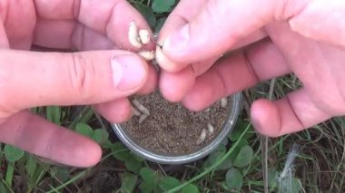 Sinek kurtçukları. Balıkçı balıkçılık için Oltaya yem ayarlar