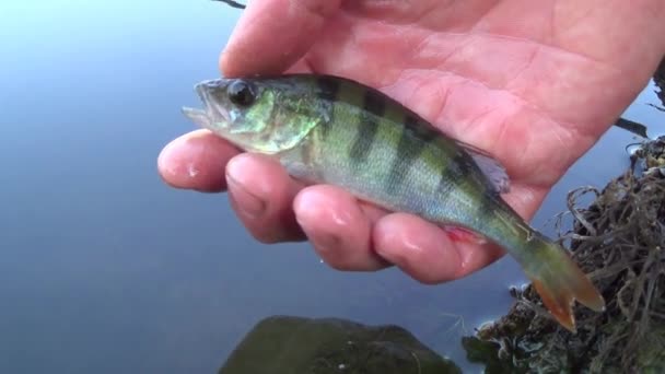 Rybak zwalnia ryby do wody w stawie — Wideo stockowe