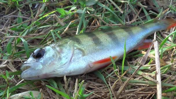 Pesce persico sull'erba — Video Stock