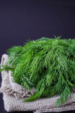 Grup siyah arka plan üzerine taze dereotu