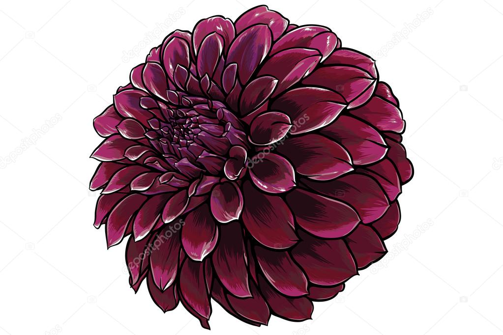 Red dahlia flower with many shades of shadows and lights.