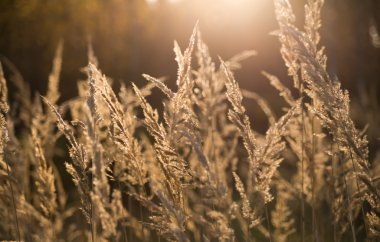 Alan çim sonbahar günbatımı güneş sırasında