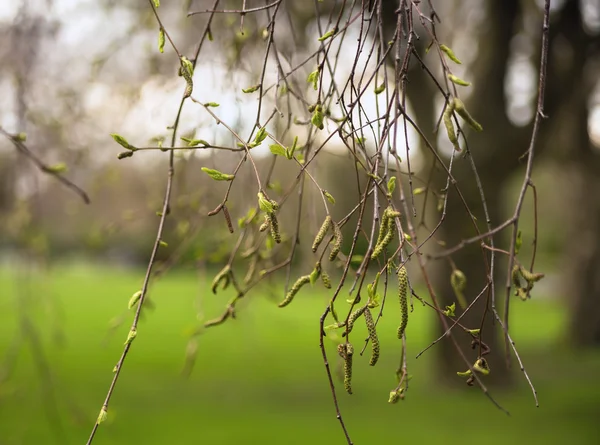 Pierwsza wiosna zielony liści, pąków i oddziałów — Zdjęcie stockowe