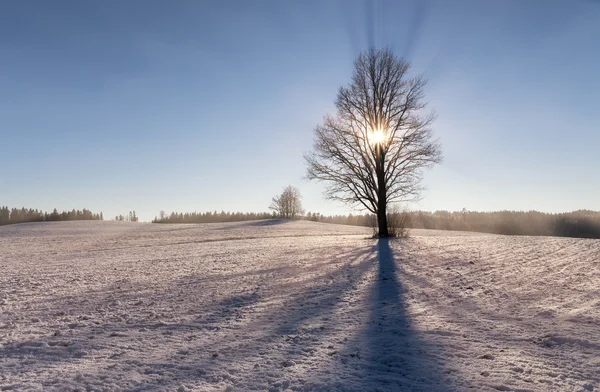 Hermoso paisaje de invierno claro —  Fotos de Stock