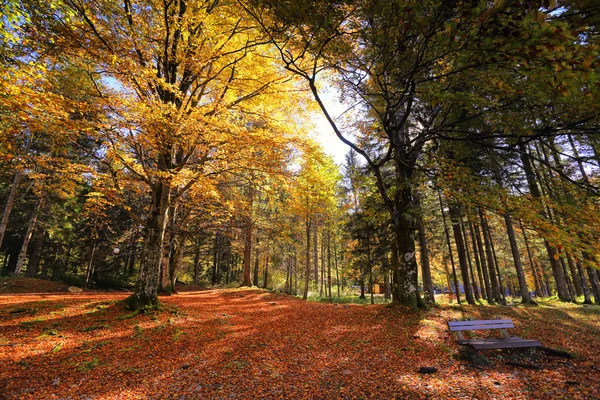 Jesień słoneczny park pomarańczowy z ławki w Słowenii — Zdjęcie stockowe