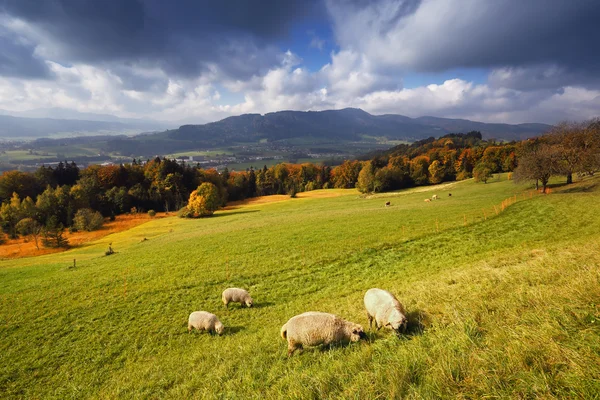 Солнечный осенний альпийский вид со стадом овец — стоковое фото