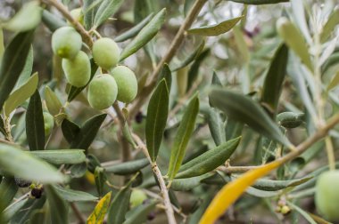 Bir ağaç zeytin üzüm