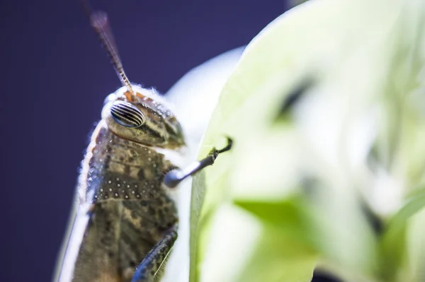 카메라를 위해 포즈를 취한 메뚜기 — 스톡 사진