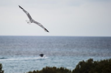 deniz manzaralı martı